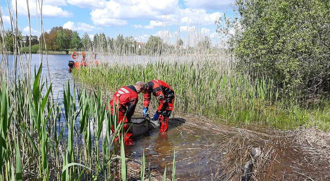W norweskich torfowiskach DNA sprzed 75 000 lat — renifery i żubry przetrwały epokę lodowcową