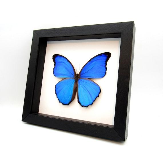 Odkryto nowy niebieski motyl z Angoli – jego przetrwanie zależy od ostrokrzewu