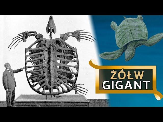Prehistoryczny żółw sprzed 50 mln lat odsłania tajemnice Bliskiego Wschodu