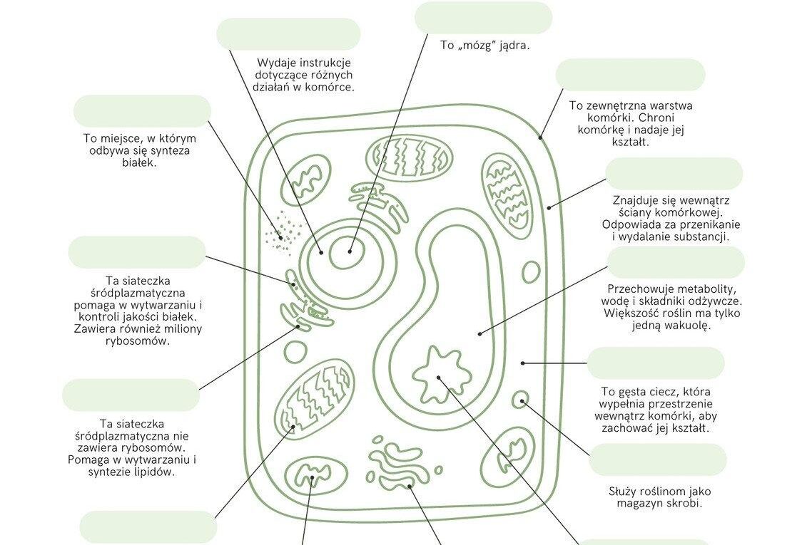 Wirtualna komórka: AI i modelowanie komputerowe próbują odtworzyć kompletne działanie ludzkiej komórki — nowa era biologii