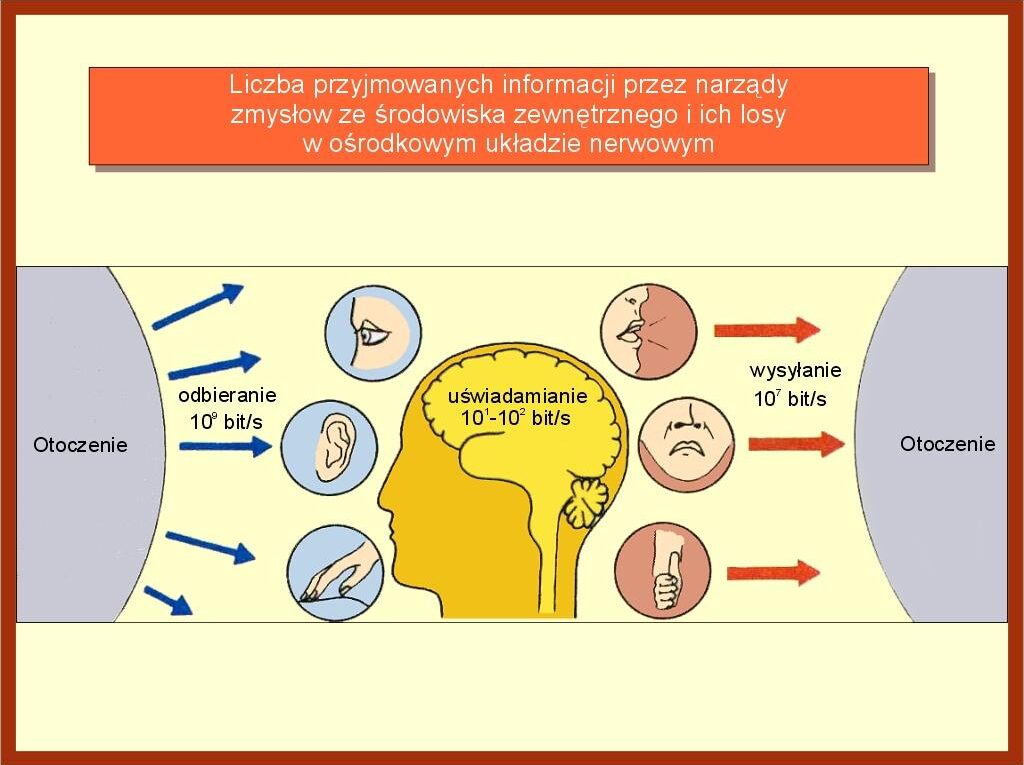 Możliwość zmiany naszych 7 zmysłów — model matematyczny sugeruje, że mózg może działać w siedmiowymiarowej przestrzeni percepcji